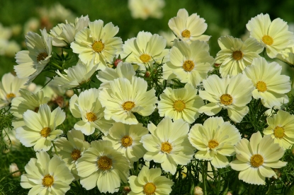 Picture of Cosmos Xanthos