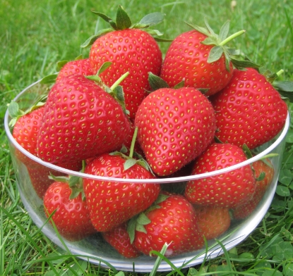 Picture of Strawberry Plants - Vibrant (Early Season) - March 2026 Delivery