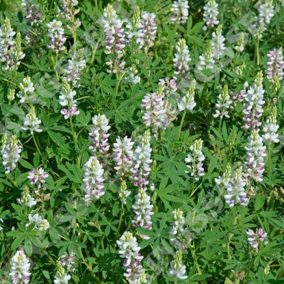 Picture of Lupinus Nanus Pixie Pink