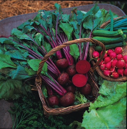 Picture of Beetroot Boltardy