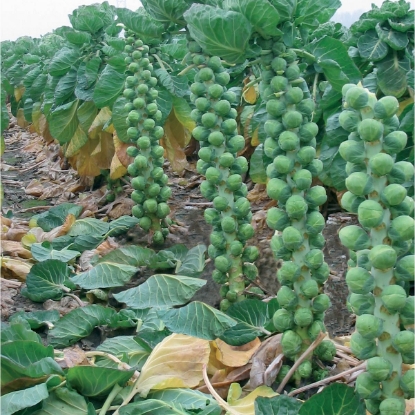 Picture of Brussels Sprout Brendan F1