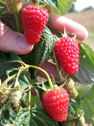 Picture of Raspberry Canes - Autumn Treasure - March 2026 Delivery