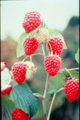 Picture of Raspberry Canes - Glen Ample - March 2026 Delivery