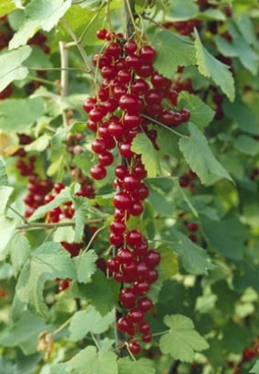 Picture of Redcurrant Rovada - November 2026 Delivery