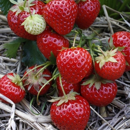 Picture of Strawberry Plants - Elegance (Main Crop) - November 2026 Delivery