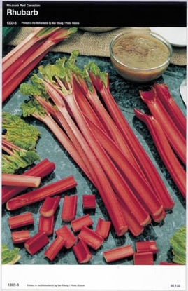 Picture of Rhubarb Crowns Victoria - November 2026 Delivery