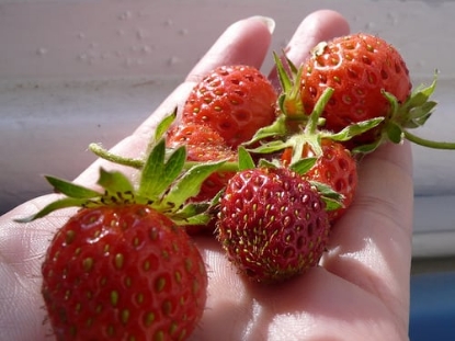 Picture of Strawberry Plants - Cambridge Favourite (Mid Season) - November 2026 Delivery