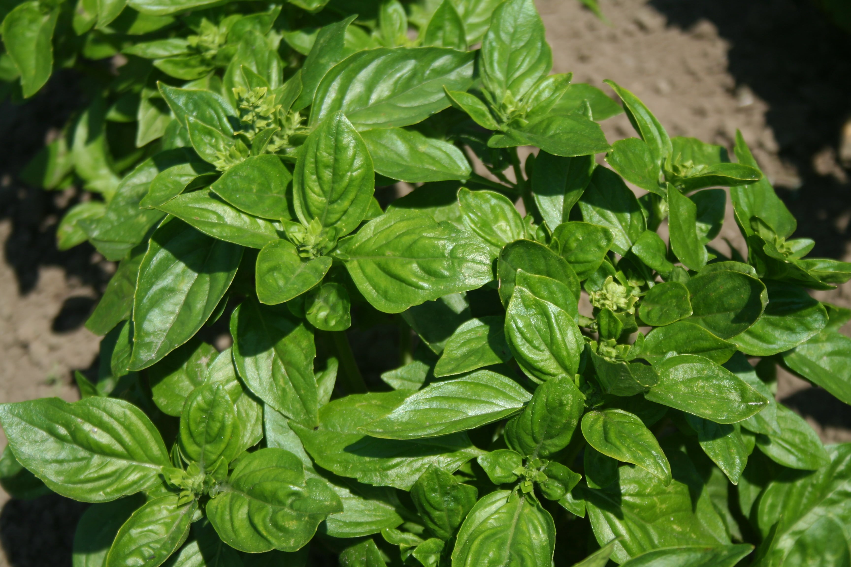 Basil British | Wholesale & commercial seed merchants and growers since ...