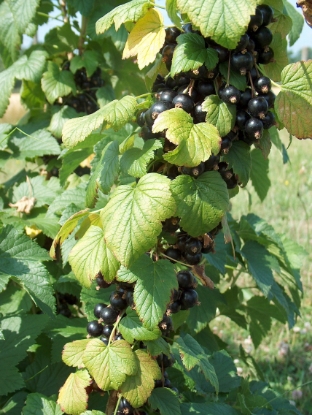 Picture of Blackcurrant Ben Connan - November 2026 Delivery