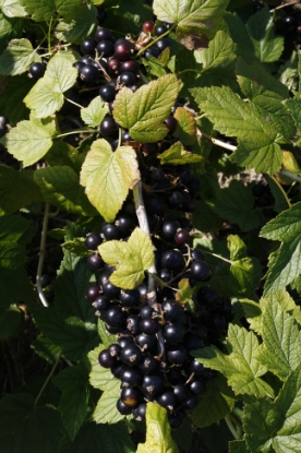 Picture of Blackcurrant Ebony - November 2026 Delivery