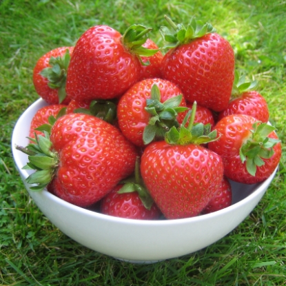 Picture of Strawberry Plants - Flamenco (All Season) - November 2026 Delivery
