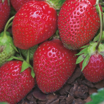 Picture of Strawberry Plants - Red Gauntlet (Main Crop) - March 2026 Delivery