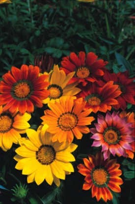 Picture of Gazania Splendens Mixed
