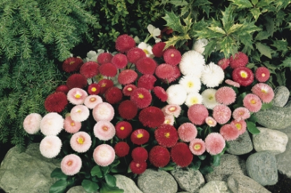 Picture of Bellis Perennis Tasso Mixed Pills
