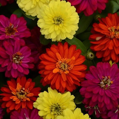 Picture of Zinnia Marylandica Brilliant Mixed