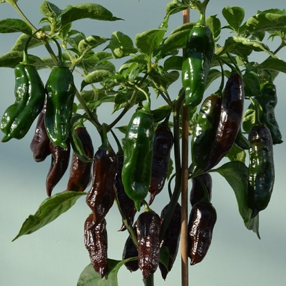 Picture of Machu Pichu Chilli Pepper