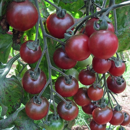 Picture of Tomato Rosella (AGM)