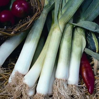 Picture of Organic Leek Caretan