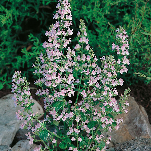 Herb Lesser Calamint (Calamintha Nepeta) | Wholesale & commercial seed ...