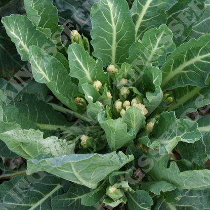 Picture of Broccoli White Sprouting White Eye