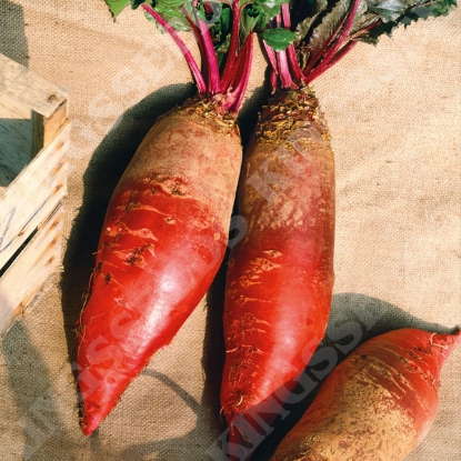 Picture of Mangel Red Mammoth (Mangelwurzel)