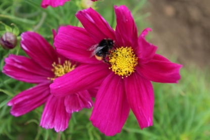 Picture of Cosmos Sonata Carmine Premium