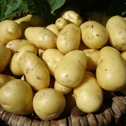 Picture of Potatoes Nicola - Main / Salad