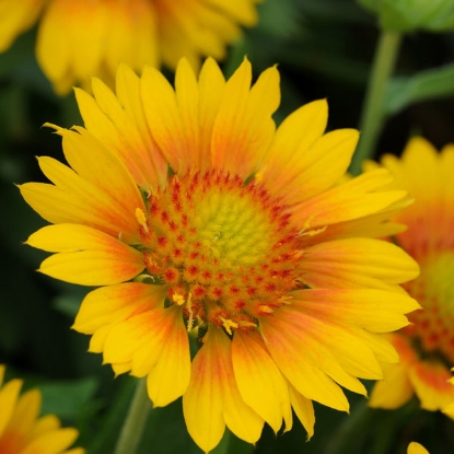 Picture of Gaillardia Mesa Peach F1