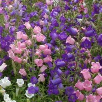 Picture of Canterbury Bells Crown Single Mixed