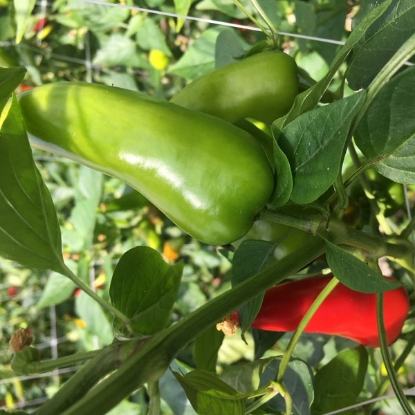 Picture of Capsicum Chilli Pepper Fresno