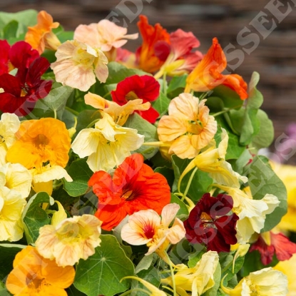 Picture of Nasturtium - Tip Top Formula Mix