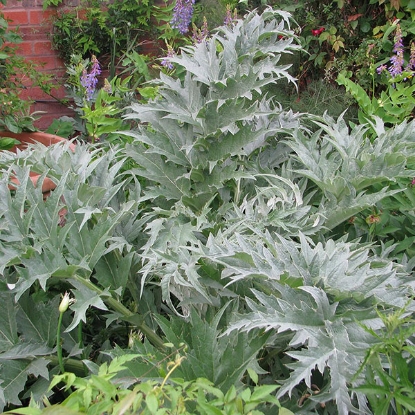 Picture of Cardoon Bianco Avorio