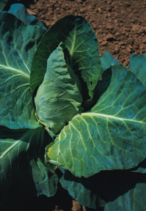 Picture of Cabbage Greyhound