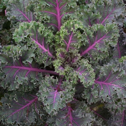 Picture of Kale Midnight Sun Tz0277