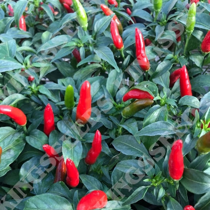 Picture of Pepper Quickfire F1 Capsicum Annuum