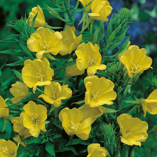 Herb Evening Primrose - Oenothera Biennis | Wholesale & commercial seed ...