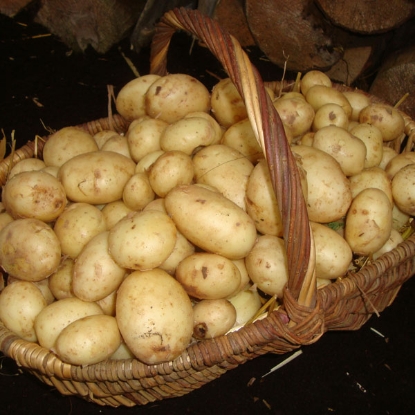 Picture of Loose Maris Peer Summer Planting 'Christmas' Potatoes - June Delivery