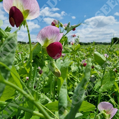 Picture of Pea Minerva - The Carlin Pea