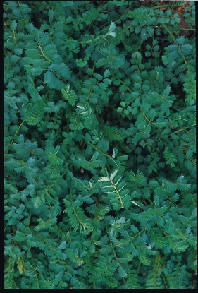 Picture of Burnet