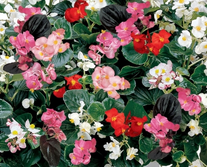 Picture of Begonia Inferno Mixed F1