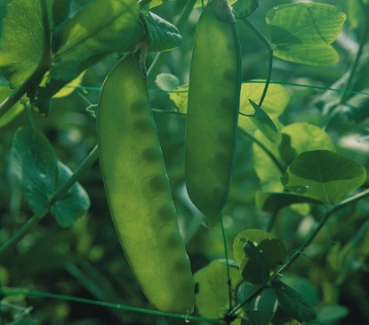 Picture of Pea Carouby De Maussane