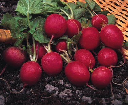 Picture of Radish Cherry Belle