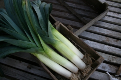 Picture of Leek Below Zero F1