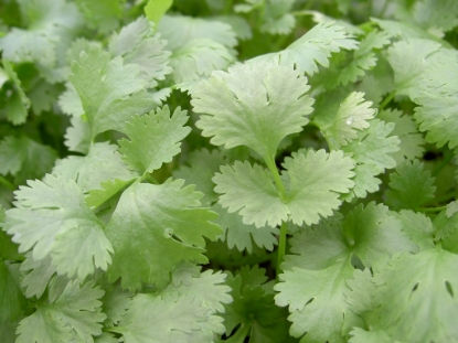 Picture of Coriander Leisure