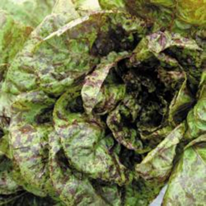 Picture of Lettuce Freckles