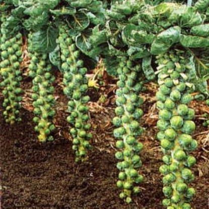 Picture of Brussels Sprout Brigitte F1