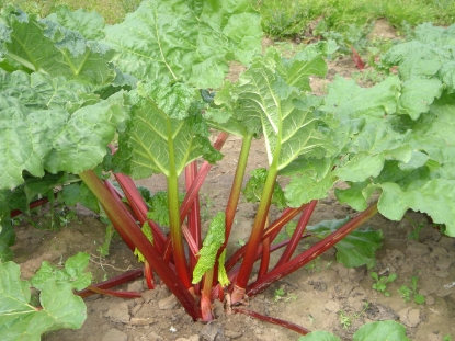 Picture of Rhubarb Crowns Timperley Early - November 2026 Delivery
