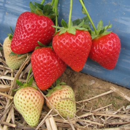 Picture of Strawberry Plants - Malling Centenary (Main Crop) - March 2026 Delivery