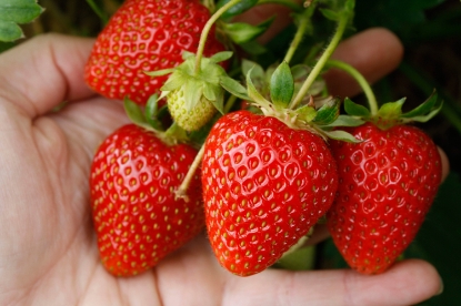 Picture of Strawberry Plants - Sweetheart (Early Season) - November 2026 Delivery
