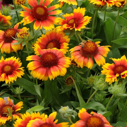 Picture of Gaillardia Mesa Bicolour F1